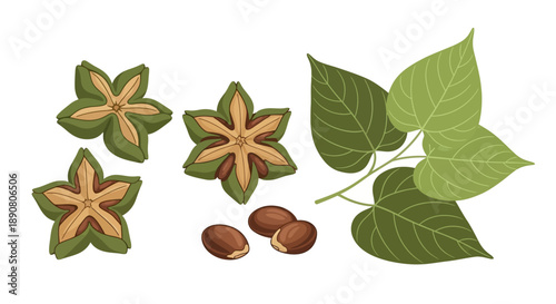 Illustration of starfruit seeds and green leaves