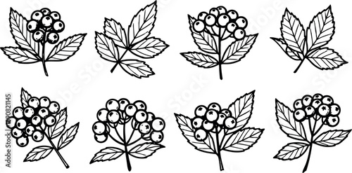 Hand drawn vintage style cluster of rowan berry leaves and berries detailed botanical ink sketch collection isolated on light background