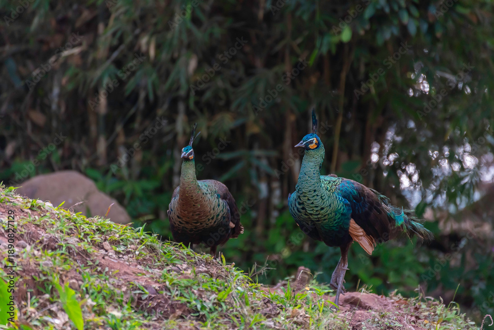 Fototapeta premium Amazing and beautiful image of peacock