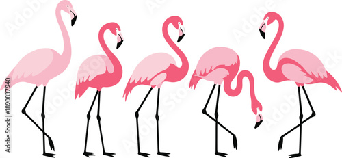 Flamingo cartoon vector set. Pink flamingos in elegant standing and bending poses. Minimal flat illustration for tropical designs, patterns, logos, and branding.