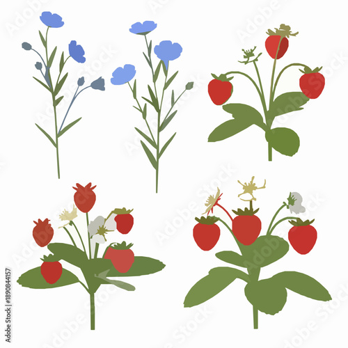 Stylized 3D Flax and Fragaria plant set isolated on white background for design