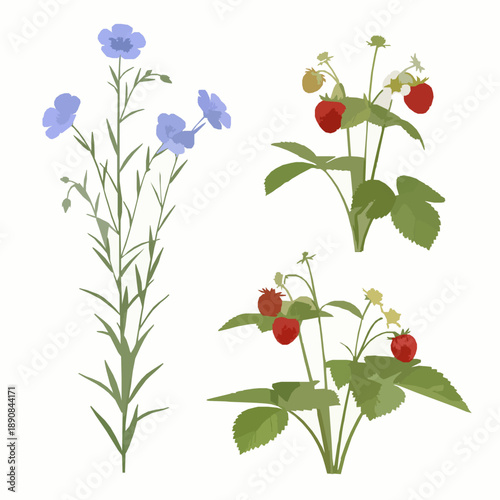 Realistic 3D Flax and Fragaria plant set isolated on white background for garden design
