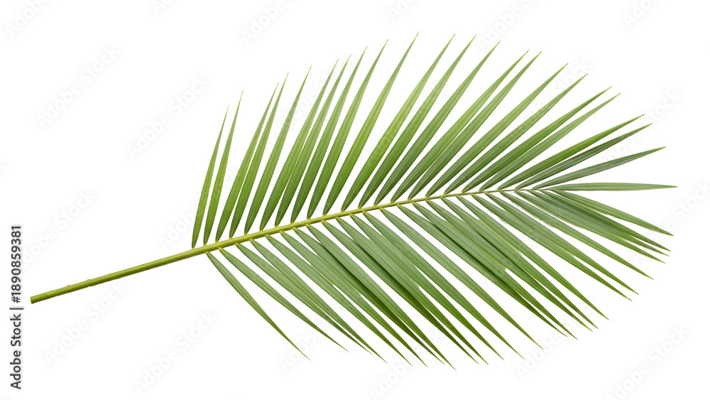 Obraz premium Single palm leaf isolated on transparent background