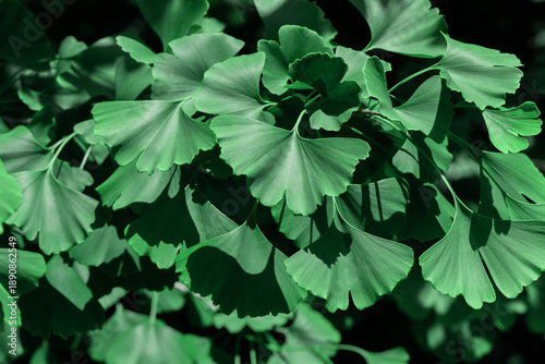 Vibrant closeup of green ginkgo leaves showcasing their distinctive fan shape...
