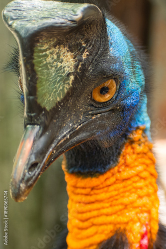 close up of a Northern cassowary