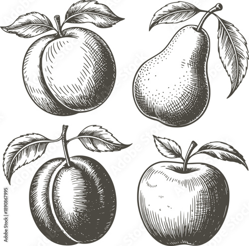 Hand Drawn Black Ink of Four Different Fruits with Leaves