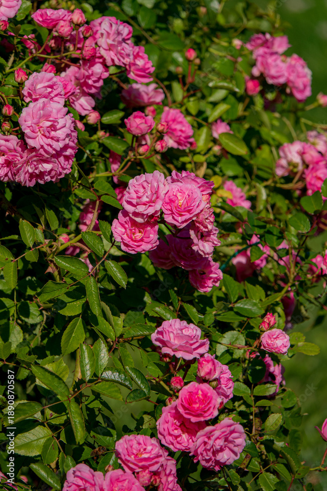 Obraz premium Vibrant pink roses bloom abundantly, stunningly contrasting with spring's greenery