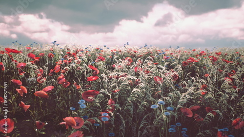poppy field beneath moody sky, dramatic clouds hover over red carpet of blooms with windy motion and cinematic atmosphere, evocative landscape mood
