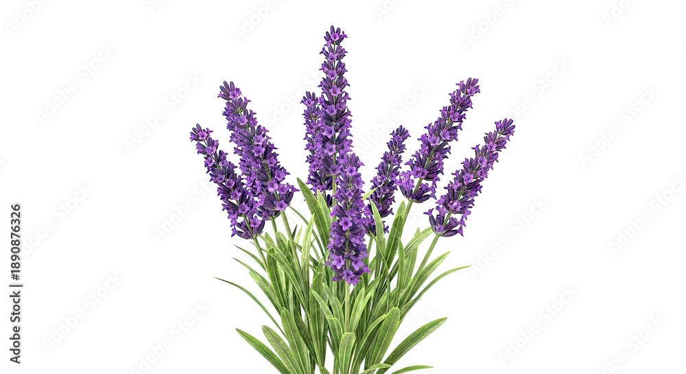 Obraz premium Lavender flowers with green leaves against a white background