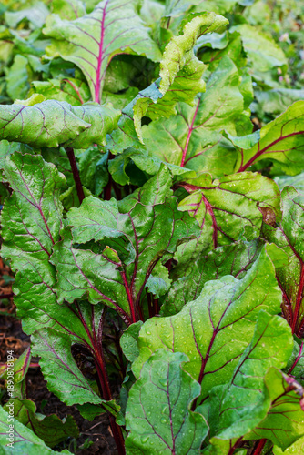 Fresh green beet leaves with red veins covered in water drops in a garden