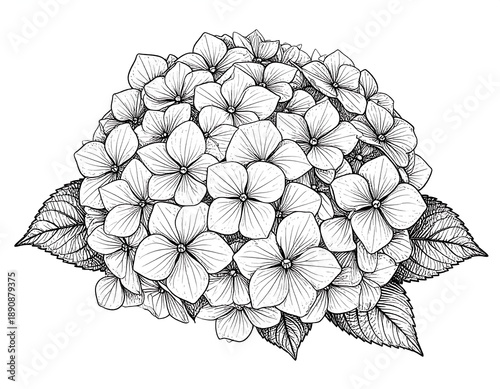 A detailed line drawing of a large hydrangea flower