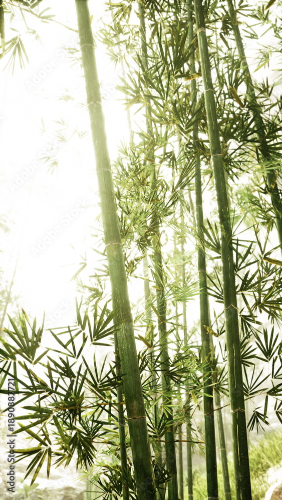 Fototapeta premium bright bamboo silhouettes with glare and soft haze, tall slender stalks creating minimalist vertical composition, highkey exposure emphasizes light and calm