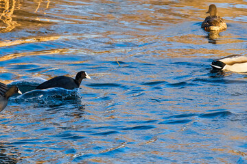 American coot rushes over choppy water, kicking up small splashes as ducks pass nearby. The energetic moment shows dynamic movement and texture on a sunlit urban lake favored by wintering waterfowl.