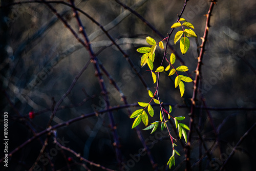 Foto Slender stems with yellow‑green leaves weave through a network of thorny branches, isolated by a moody forest blur