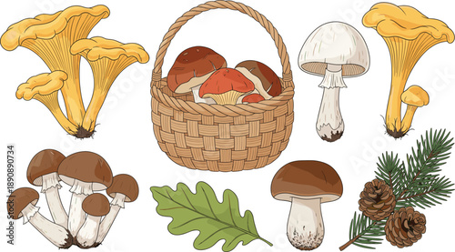 Forest Mushroom Vector Illustration Set with Edible Wild Fungi Basket Pine Branches and Leaves for Nature Botanical and Autumn Foraging Designs