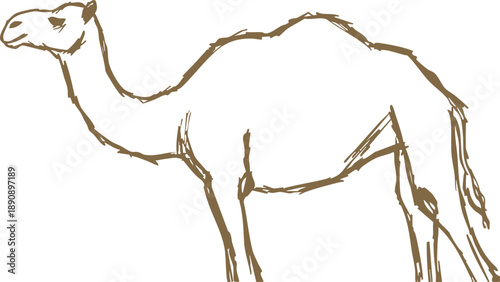 Camel Line Sketch Illustration