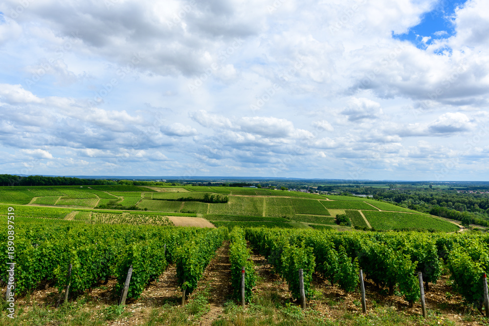 Obraz premium Expansive green vineyards stretch across rolling hills under a sky filled with dramatic clouds in Pouilly sur Loire. The scene features lush textures, open farmland, and a tranquil rural atmosphere.