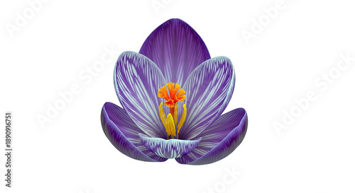 Purple Crocus Flower with Striated Petals