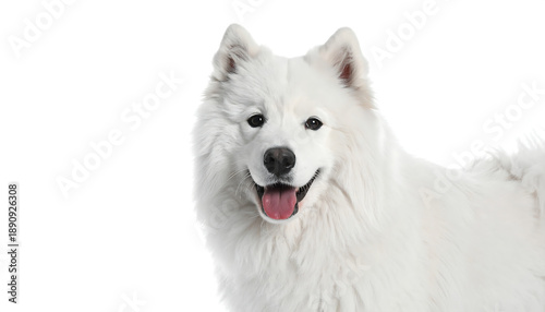 Wallpaper Mural Fluffy, white dog with open mouth smiles on a bright background Torontodigital.ca