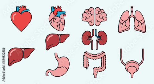 Collection of internal organ icons including heart, brain, lungs, liver, stomach, intestines, kidneys, and bladder
