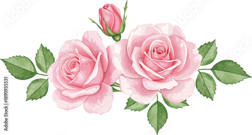 Two blush pink roses with green leaves on white background floral illustration
