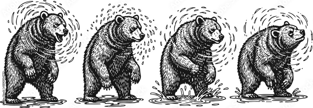Fototapeta premium hand drawn grizzly bear shaking off water in sequential motion wild animal, nature, forest creature, detailed ink illustration