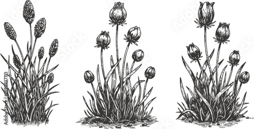 Detailed hand drawn wild grass and bloom clusters with multiple flower buds and leaves in black and white