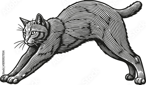Black and white illustration of a stretching cat with detailed fur lines in vintage