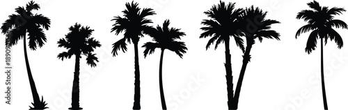 Palm tree silhouette collection, tropical coconut trees set, black and white summer nature vector illustration for beach, travel, design