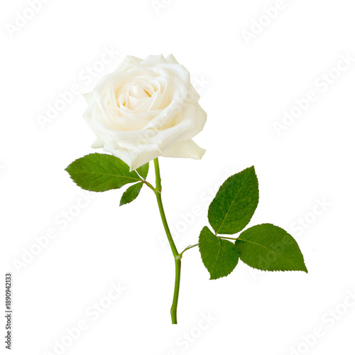 White rose flower. The photo features a fully bloomed white rose on a transpa...