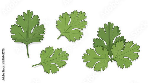 Vibrant green cilantro leaves scattered in a delightful and fresh arrangement, perfect for enhancing culinary themes, healthy eating visuals, and
