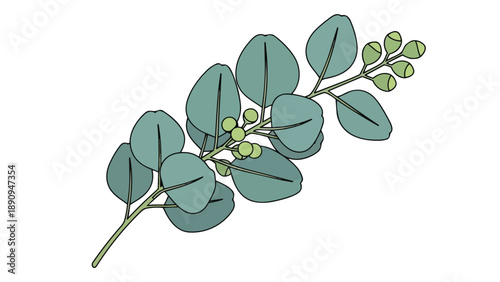 Detailed graphic illustration of a eucalyptus branch, featuring several soft green rounded leaves and emerging bud clusters. Ideal for natural