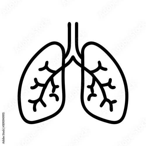 Lungs illustration with simplified anatomy on white background  