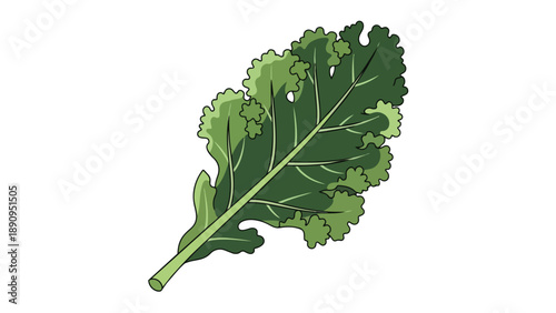 A vibrant green curly kale leaf illustration showcasing healthy organic vegetable goodness isolated on a clean white background fresh and nutritious