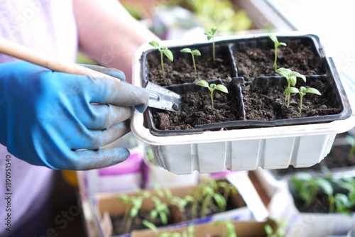Hands in gardening gloves planting young seedlings in soil trays indoors. Spring gardening concept, home growing, eco lifestyle, plant care, seed starting, sustainable and organic hobby.