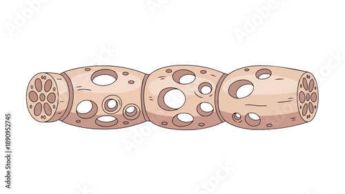 Clean digital illustration of a fresh lotus root with visible internal chambers and a natural, earthy hue.