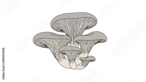 Stylized cluster of edible grey oyster mushrooms vector graphic representation