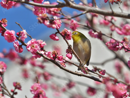 Tokyo,Japan - January 27, 2026: Red plum blossoms and a Japanese white-eye