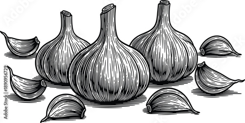 Hand drawn garlic bulbs illustration with cloves vintage engraving style black and white botanical food ingredient design set