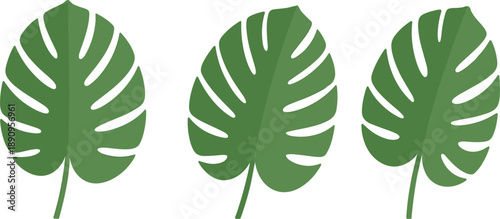 Three green monstera deliciosa tropical plant leaves collection for summer nature and exotic foliage vector illustration