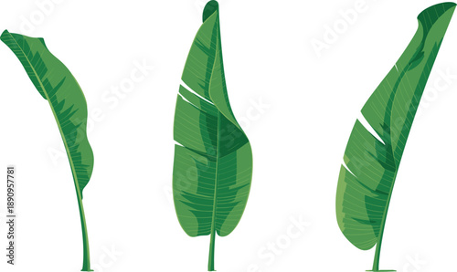 Three green banana tree leaves collection for tropical nature summer jungle and exotic foliage vector illustration