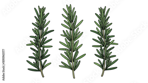 Three vibrant rosemary sprigs, perfect for culinary and botanical themed designs, showcasing fresh aromatic herbs