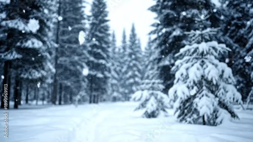 Wallpaper Mural Snow-covered pine trees in serene winter landscape with soft natural lighting for holiday greeting cards Torontodigital.ca