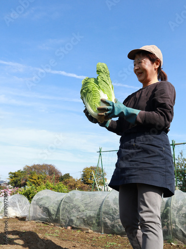 白菜を収穫するシニア女性