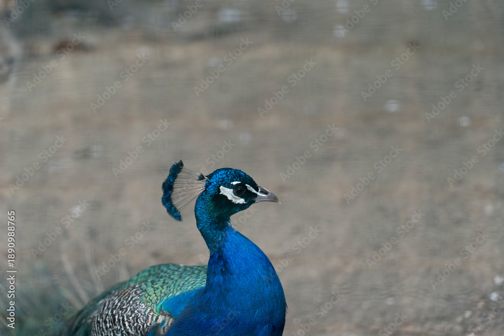 Fototapeta premium A peacock with vibrant blue and green feathers.