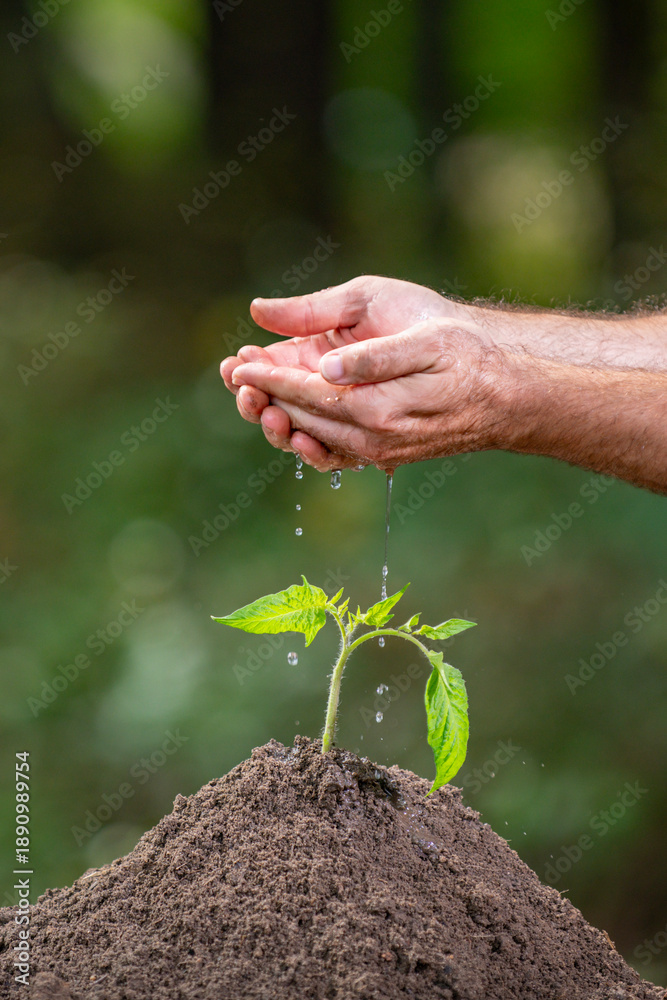 Obraz premium Eco planting scene with fresh sprout. Hands supporting new life in soil. Plant care during early growth. Fresh seedling with water drops. Caring hands and young plant outdoors.