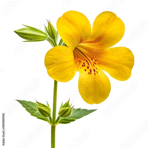 Bright Golden Monkeyflower (Mimulus Guttatus) Displayed On A Clean White Solid Background, Showcasing Its Radiant Yellow Blossoms, Lush Green Stems, And Natural Mountain Wildflower Charm