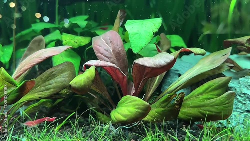 Fresh water aquarium with water plants and tiny red cherry shrimps  swimming