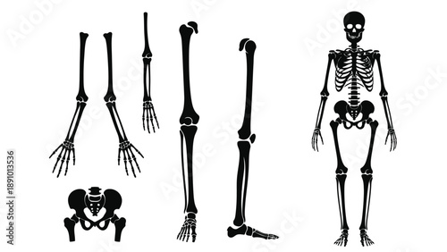 A detailed illustration of the human skeletal system and bones