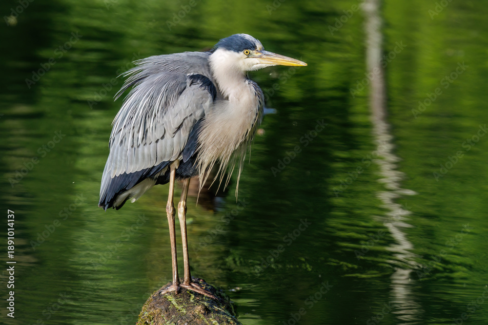 Fototapeta premium Graureiher (Ardea cinerea)